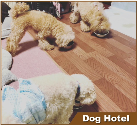 Top 藤沢市石川のトリミングサロン ペットホテル Dog Ano ドッグアーノー